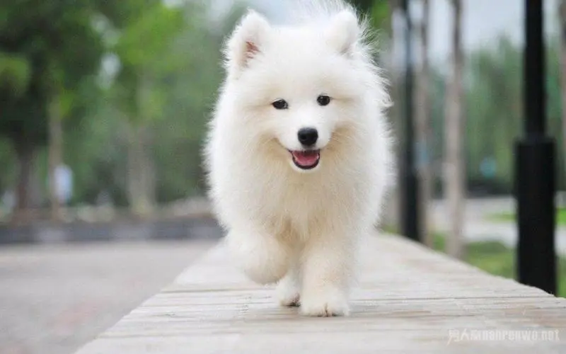 Samoyed (Dog)