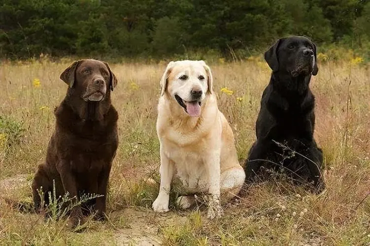 Labrador retriever