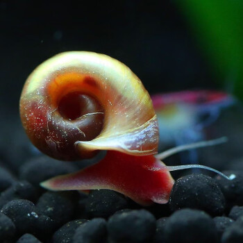 Snails aquarium pets.