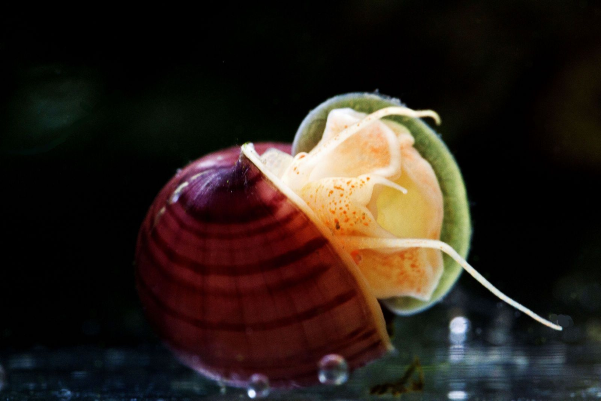 What are the varieties of mystery snails?