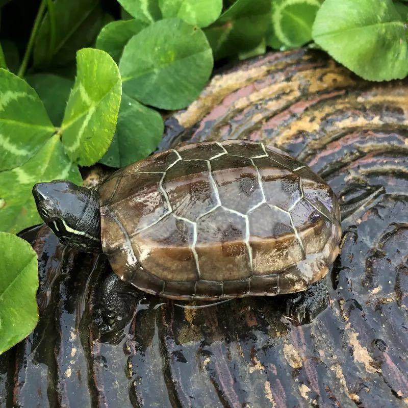 Turtle Aquarium Pets