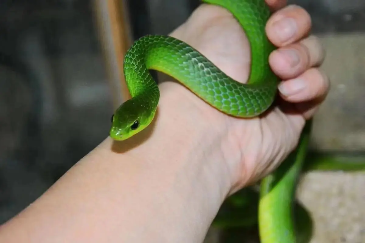 What are the natural predators of corn snakes in the wild?