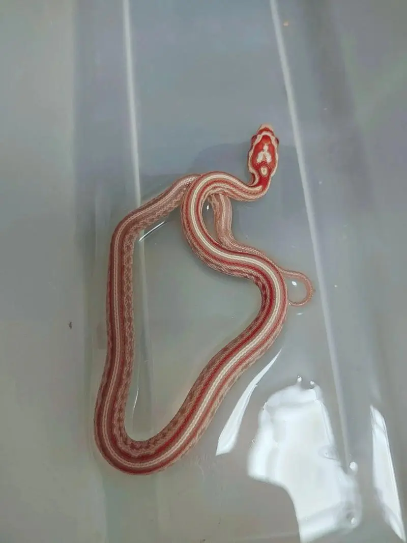 What species of snakes can corn snakes mix with?