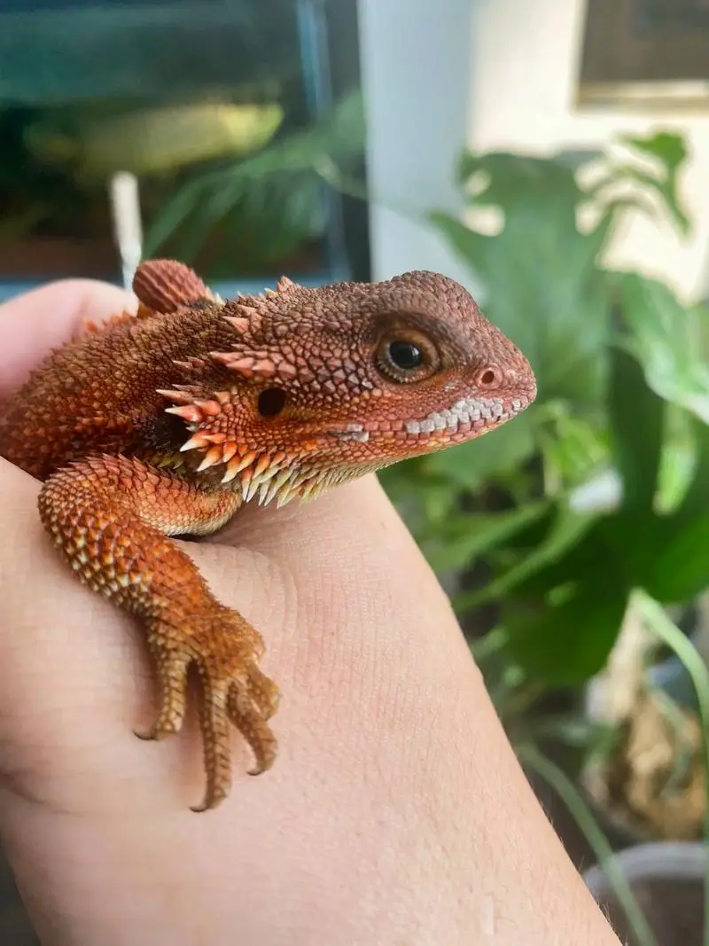 Maned lion lizard (Shinisaurus manatus)