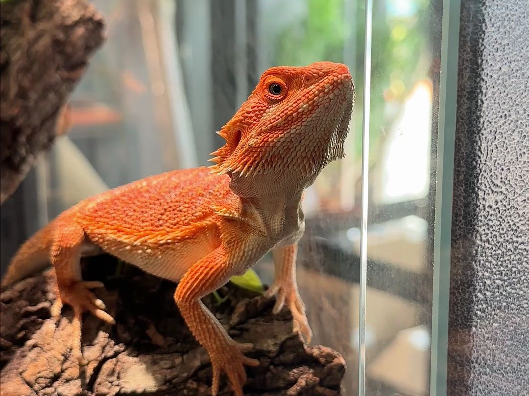 What are the do’s and don’ts of keeping maned lizards?