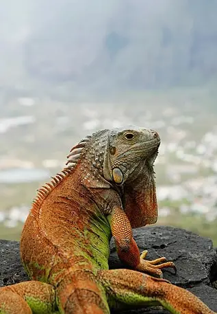 Iguana