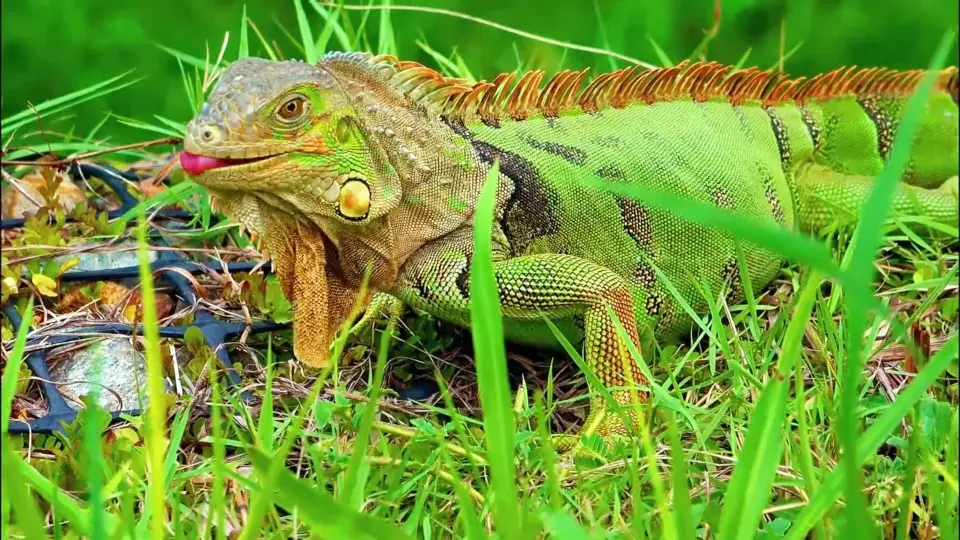 What are some of the difficulties in keeping a green iguana?