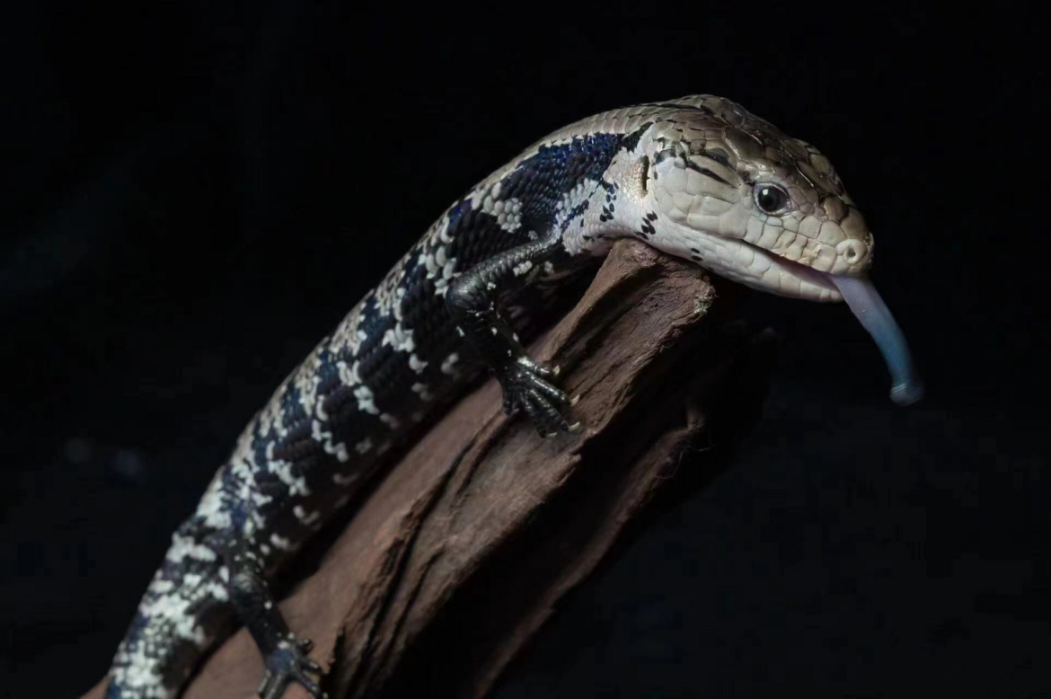 blue-tongued skink