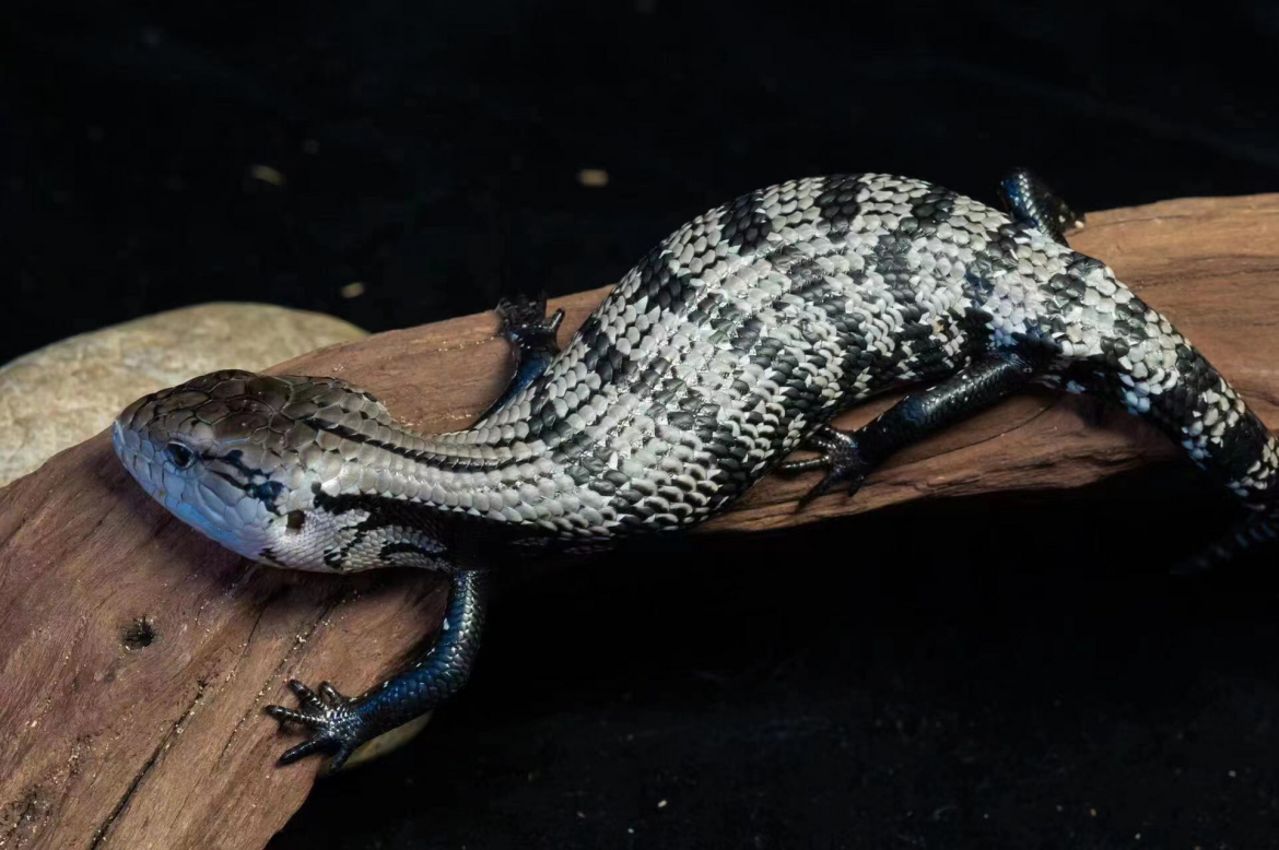 What are the types of blue-tongued skinks