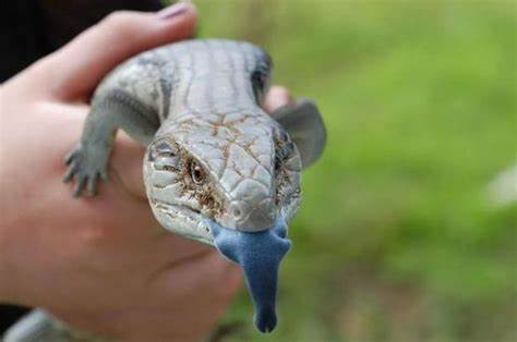 What is the feeding behaviour of blue-tongued skinks?