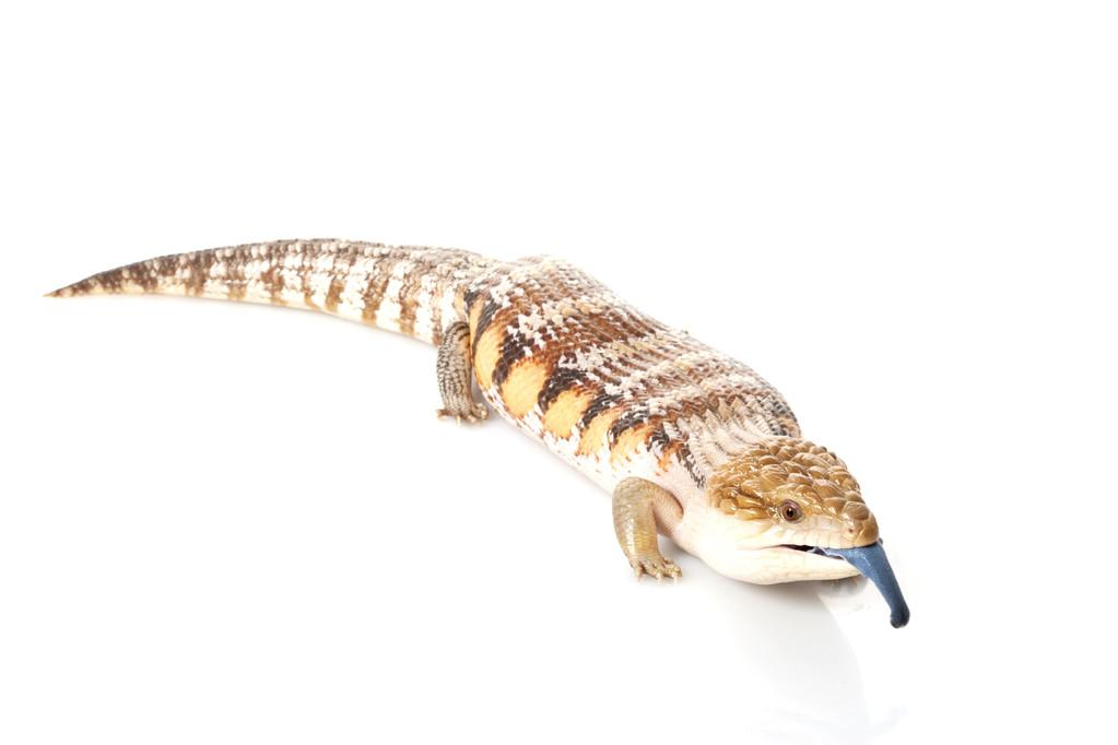 How to keep blue-tongued skinks