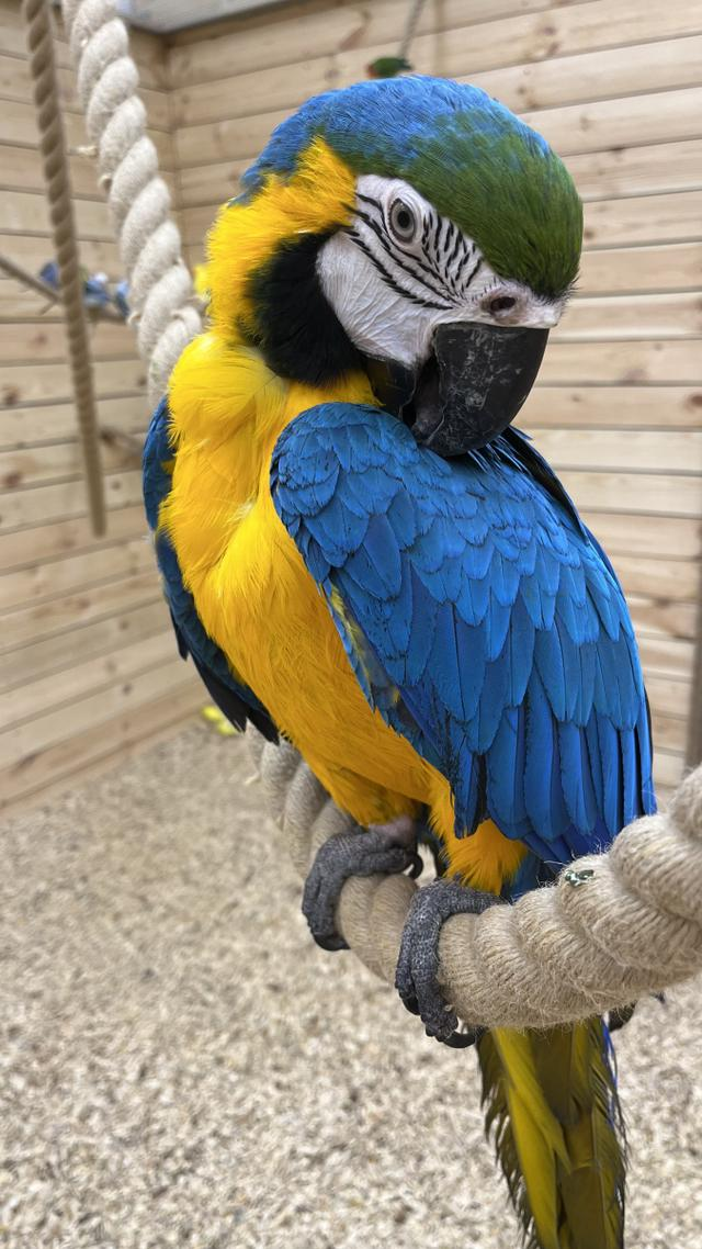 How can I make my parrot more receptive to training?