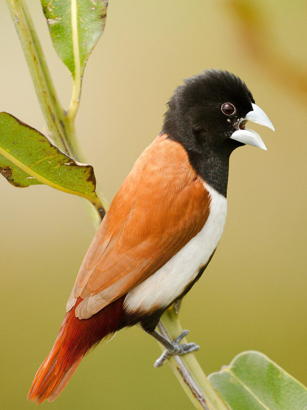 How long does a Manbird live?