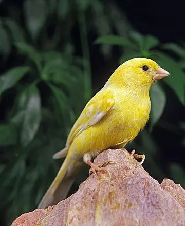 Canaries are a very beautiful and popular pet bird.